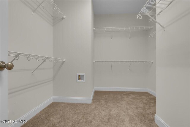 spacious closet featuring carpet flooring