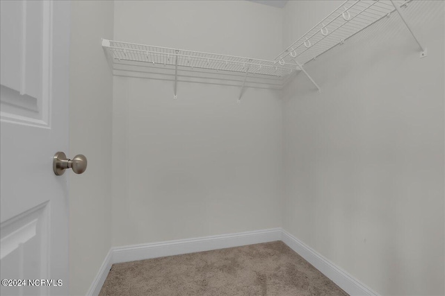 spacious closet featuring carpet flooring