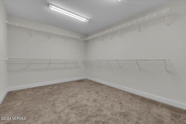 walk in closet with carpet flooring