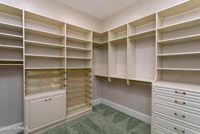 walk in closet featuring carpet flooring
