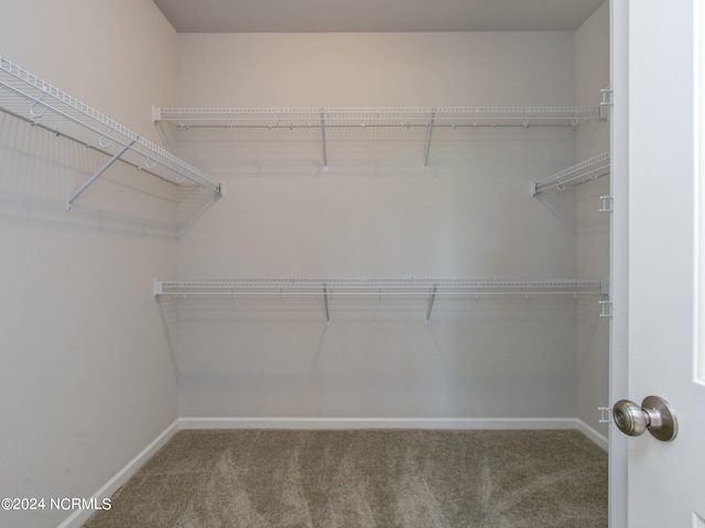 spacious closet featuring carpet