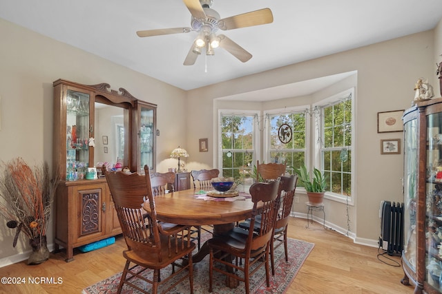 dining room featuring ceiling fan, a healthy amount of sunlight, light hardwood / wood-style flooring, and radiator heating unit