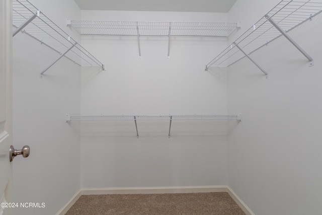 walk in closet featuring carpet flooring