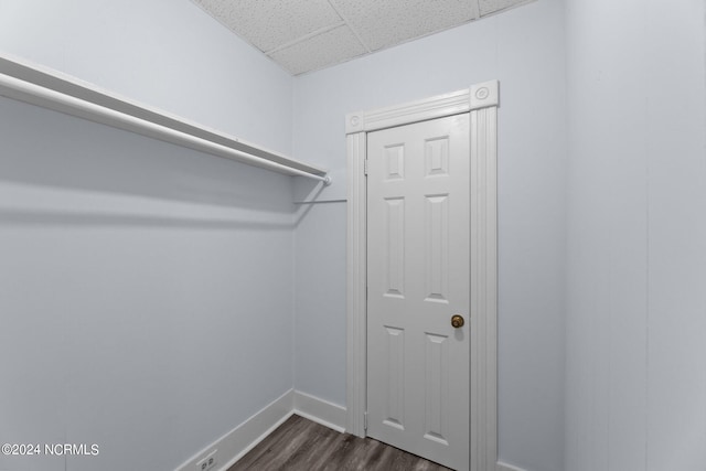 spacious closet featuring dark hardwood / wood-style flooring and a drop ceiling