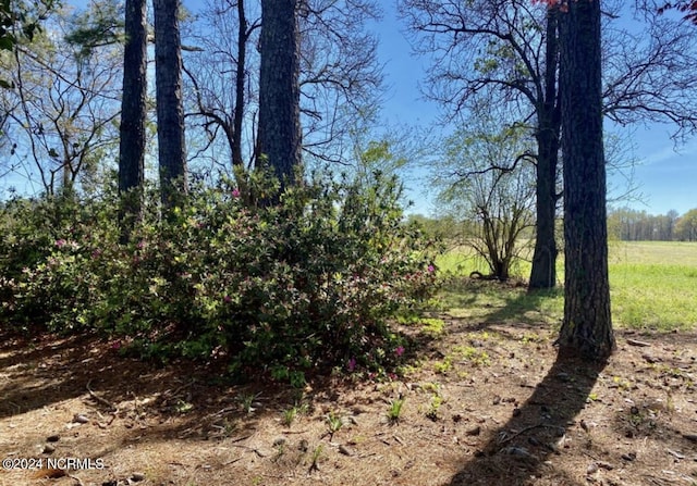 view of local wilderness