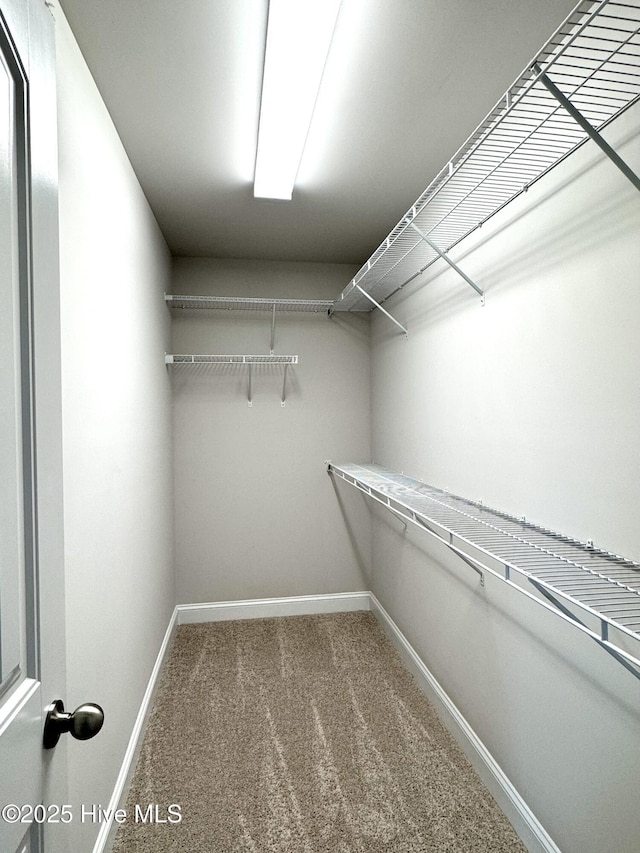 walk in closet featuring carpet flooring