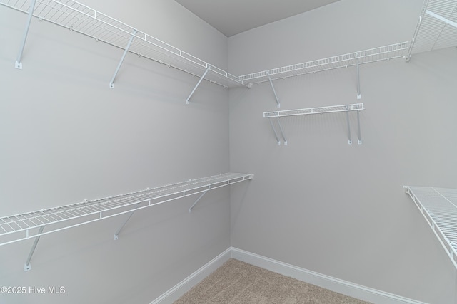 spacious closet featuring carpet floors