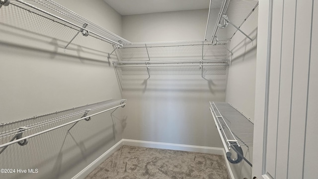 spacious closet featuring carpet