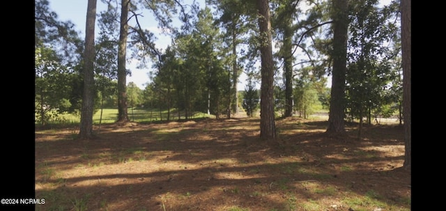 view of local wilderness