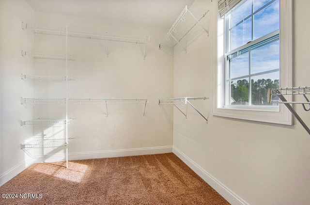 walk in closet featuring carpet