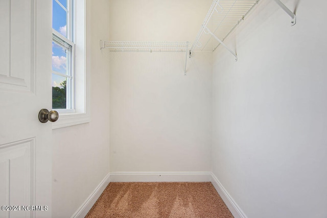 walk in closet with carpet floors