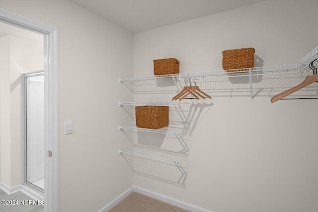 walk in closet with carpet flooring