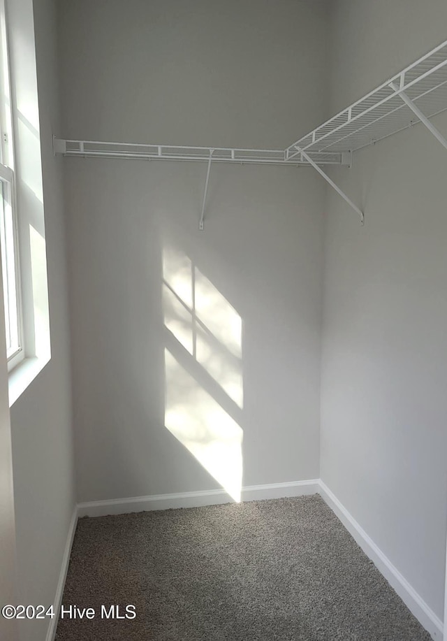 spacious closet featuring carpet floors