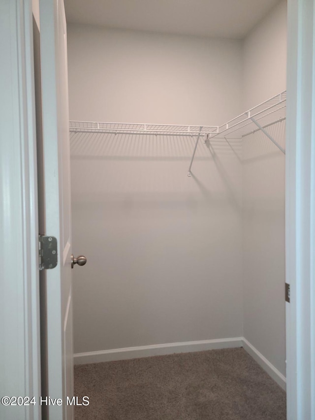 walk in closet featuring carpet floors