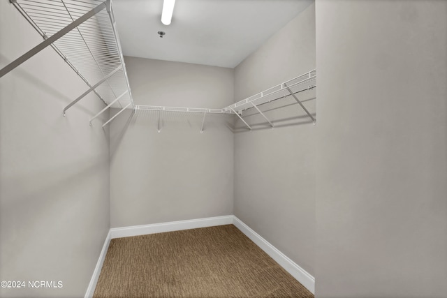 walk in closet with carpet floors