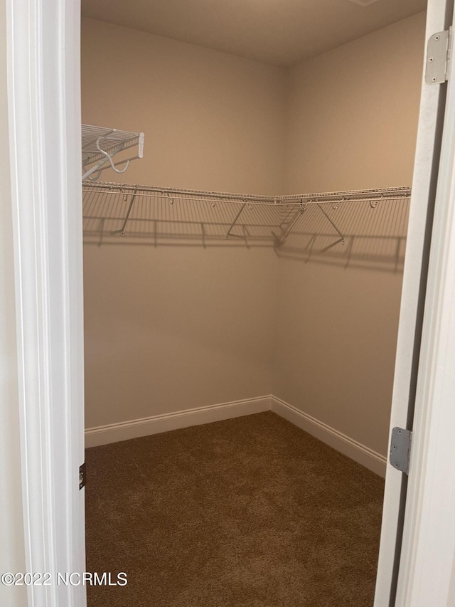 walk in closet featuring carpet