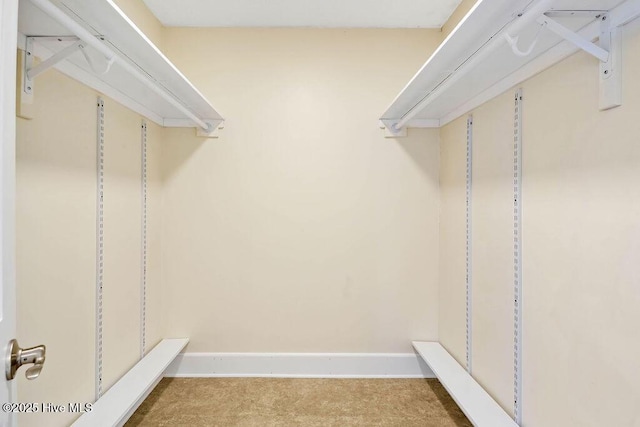 walk in closet with carpet flooring