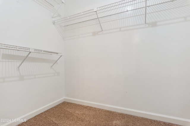 spacious closet featuring carpet