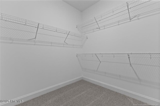 walk in closet featuring carpet floors