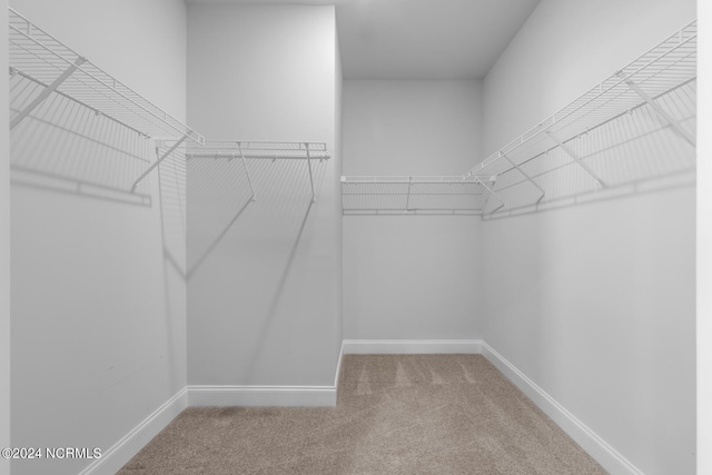 spacious closet with carpet floors