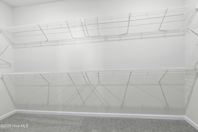 spacious closet featuring carpet