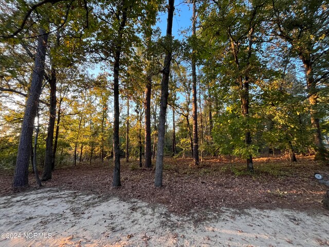 view of local wilderness