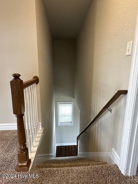 stairway featuring carpet floors