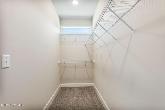 walk in closet with carpet floors