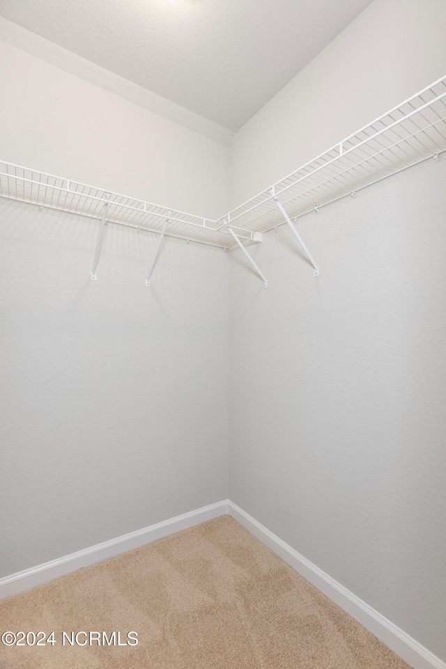 spacious closet featuring carpet flooring