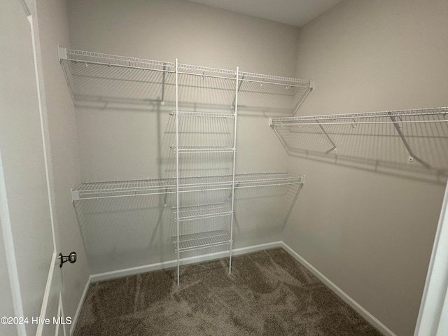 walk in closet featuring carpet floors