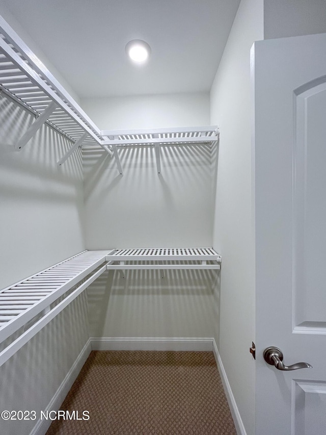 spacious closet featuring carpet