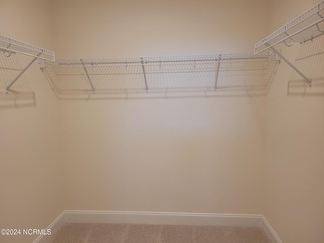 walk in closet with carpet floors