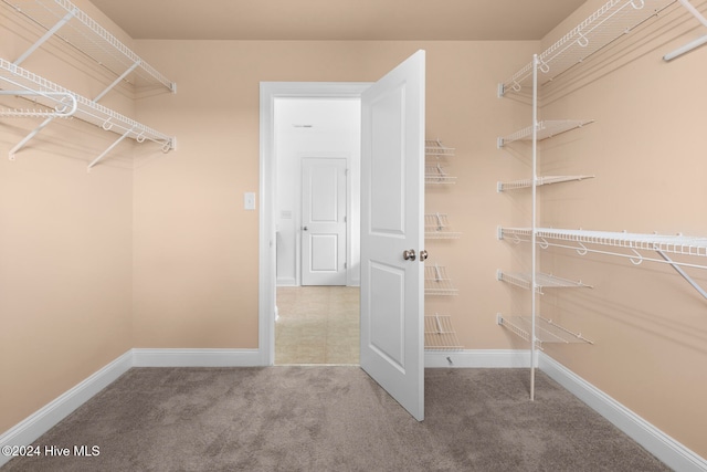 spacious closet featuring carpet flooring