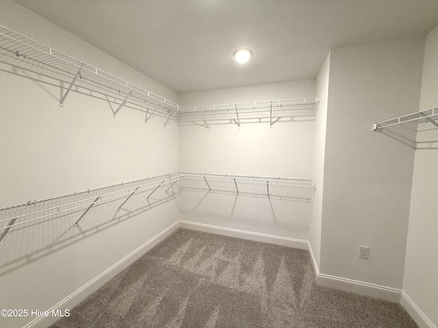 walk in closet featuring carpet