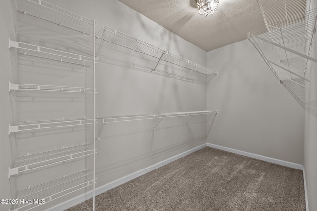 spacious closet featuring carpet floors