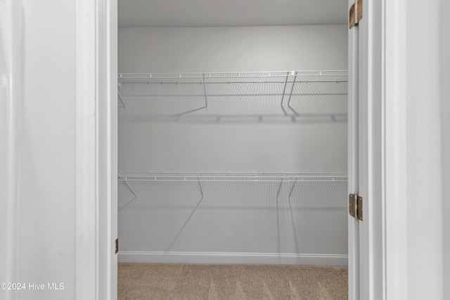 walk in closet with carpet flooring