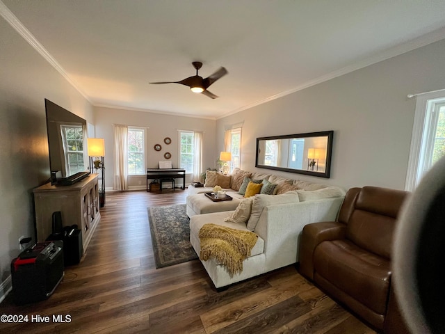 living room with ornamental molding, ceiling fan, and dark wood-type flooring