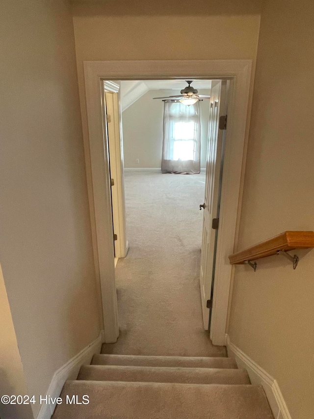 stairs featuring carpet flooring and ceiling fan