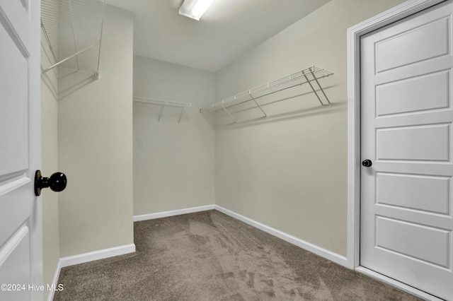 spacious closet with carpet