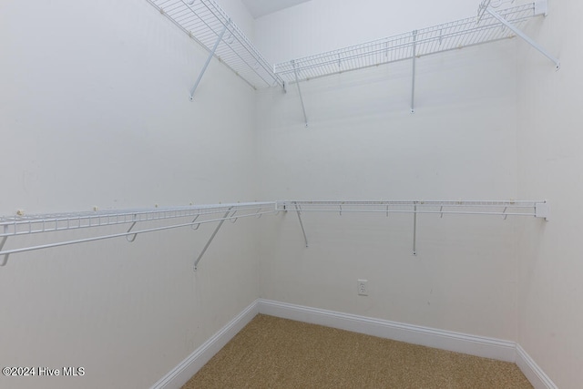 spacious closet featuring carpet flooring