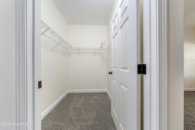 spacious closet featuring carpet flooring