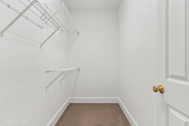 spacious closet featuring carpet