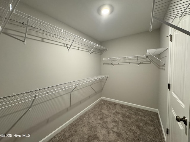 walk in closet with carpet flooring