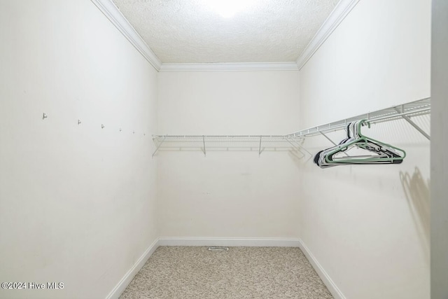 spacious closet featuring carpet flooring