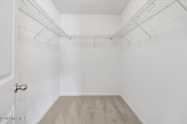 spacious closet featuring carpet flooring