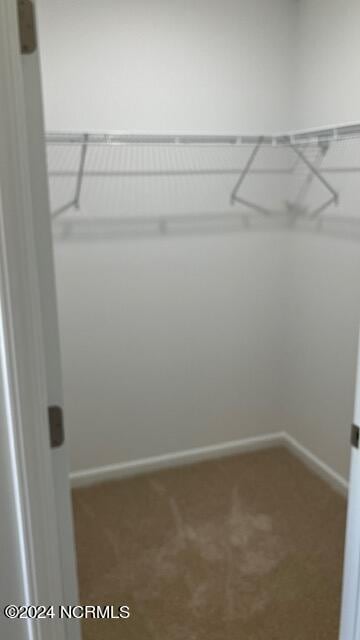 spacious closet featuring carpet flooring