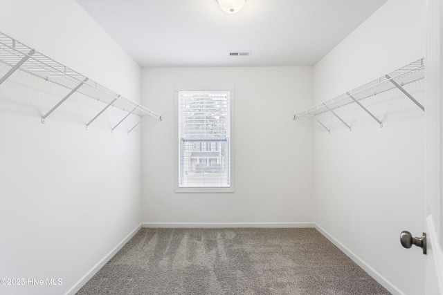 walk in closet featuring carpet floors