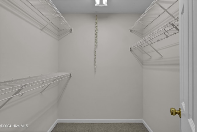 spacious closet featuring carpet