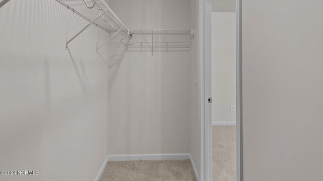 walk in closet with carpet flooring