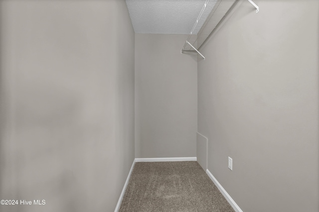 spacious closet featuring carpet flooring